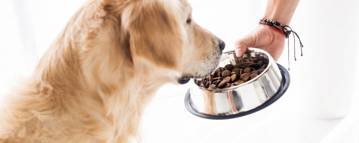 https://www.technidog.com/