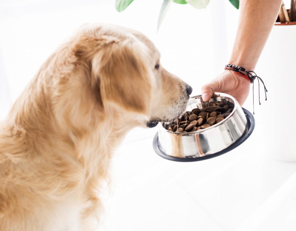 https://www.technidog.com/