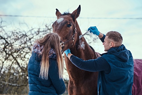 dermite estivale du cheval