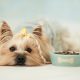 croquettes pour chiens